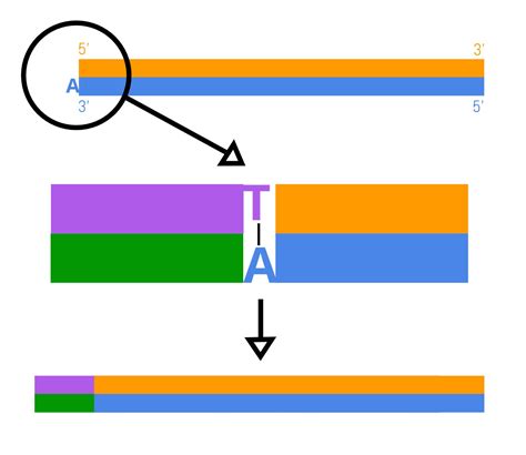 exome sequencing  part  library preparation twist bioscience