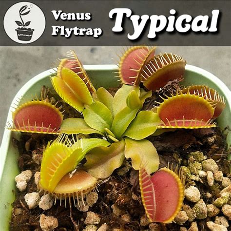 Jual Tanaman Karnivora Venus Fly Trap Typical Ukuran Besar Shopee