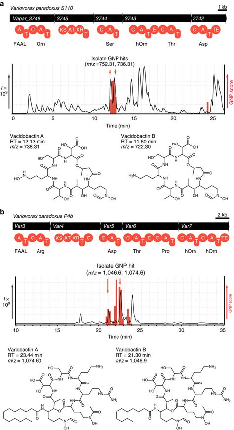 Identifying Novel Hybrid Nonribosomal Depsipeptides From Unexplored