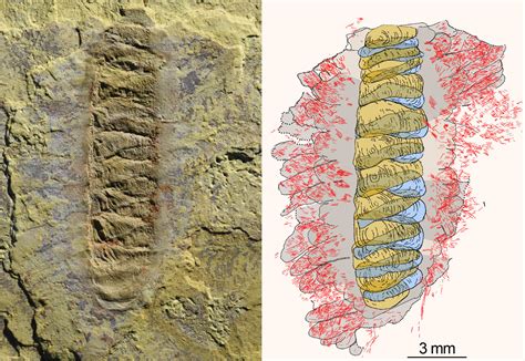 518 Million Year Old Armored Worm Fossil Found In China Scinews