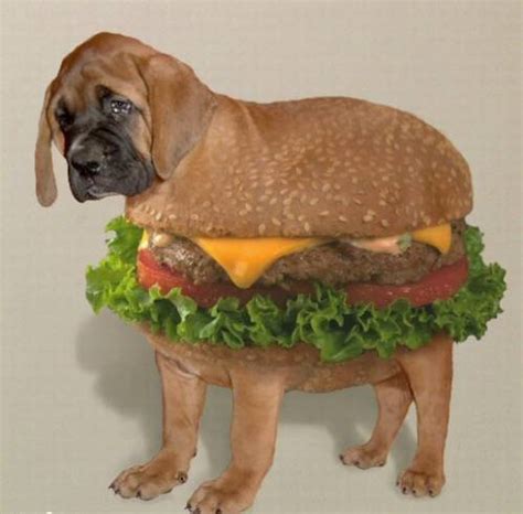 Funny Dog Pictures » Dog Burger