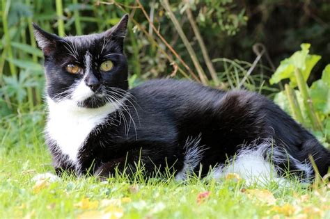 Retrato De Un Gato Negro Tendido En La Hierba Foto Premium