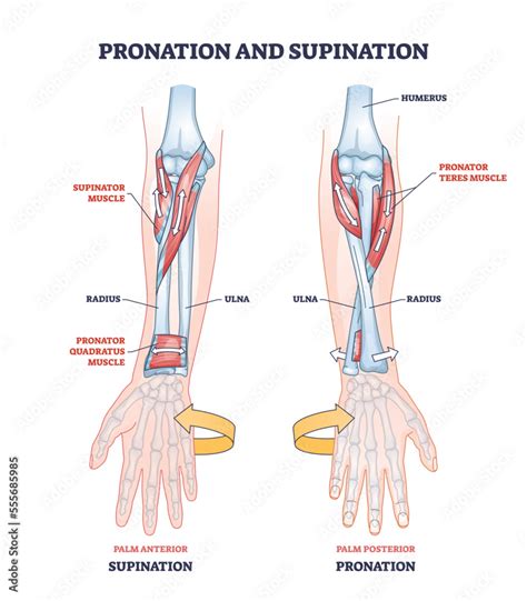 Pronation And Supination Medical Term For Hand Movement Outline Diagram