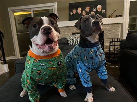 Ripley And Bishop So Cozy Rpitbulls