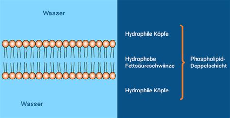 NW Zellmembran Konkret Flashcards Quizlet