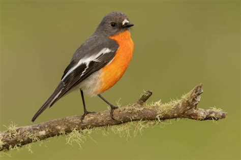 Diverse Varieties: Exploring the Different Types of Robin Birds | WorldWeet