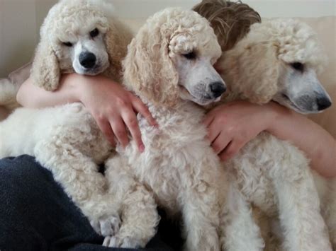 Cream Standard Poodle Puppies Kc Registered 5 Generation Pedigree