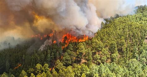 Neue Fotos Und Videos Vom Waldbrand Auf Teneriffa Bild 1 Von 32