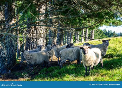 Flock Of South Suffolk Sheep Standing In A Grassy Meadow By A Pine