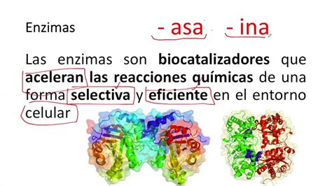 Caracteristicas De Las Enzimas