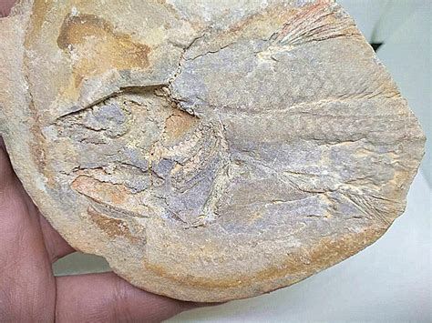 Coelacanth fossil? - Fossil ID - The Fossil Forum