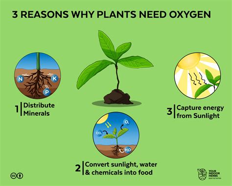 Plants-Need-Oxygen | Your Indoor Herbs and Garden