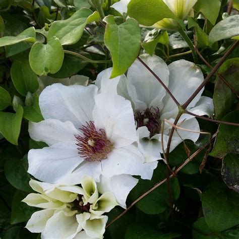 Waldrebe Clematis X Ninon™ Boulevard® Evipo052 Lichtnelke