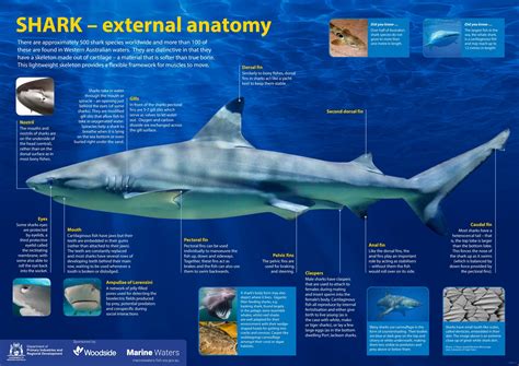 Poster: Shark - External Anatomy • Department of Primary Industries and Regional Development