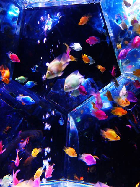 Nihon / Япония / Выставка Арт Аквариум ( アートアクアリウム )