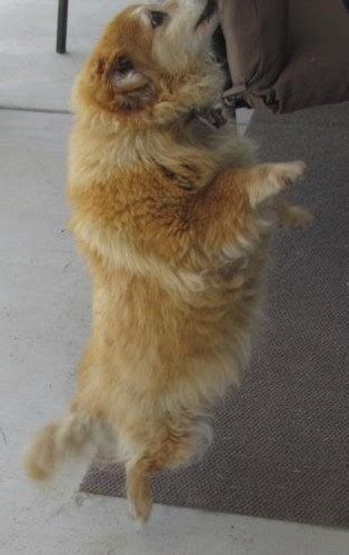 protect  love  vectra flea  tick control