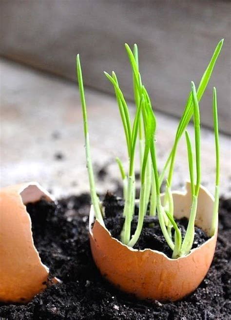 Insanely Clever Gardening Tricks Gardening Tips Herb Garden