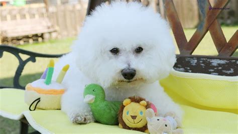 Does Bichon Frise Shed: High Maintenance or Hypoallergenic?