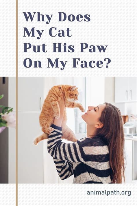 Why Does My Cat Put His Paw On My Face Cats Cat Ages Kitten Love