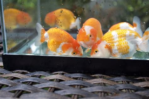 Imported Ranchu Goldfish : r/GoldfishKeeping