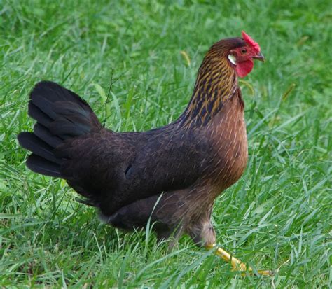 Brown Leghorn Chicken Eggs