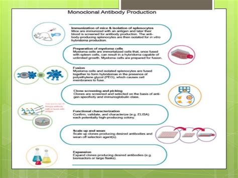 Hybridoma technology