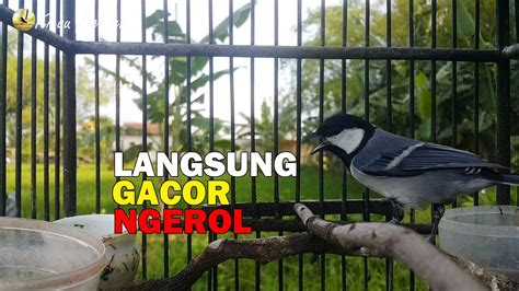 Pancingan Burung Glatik Batu Dijamin Glatik Batu Anda Langsung Ikut