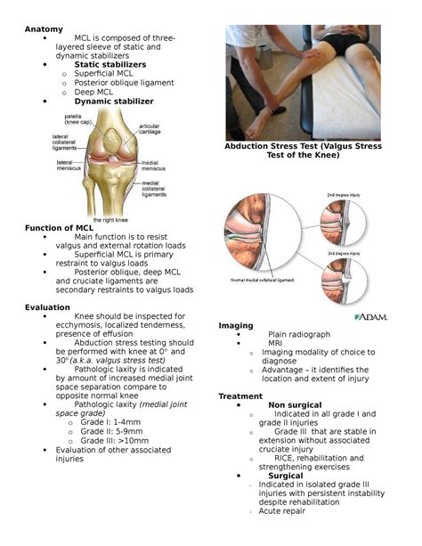 Anatomy And Physiology Lecture Notes On The Knee Anatomy Mcl Is