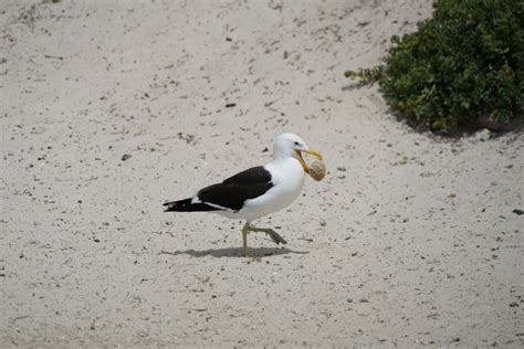 Boulders Beach Afrikaans Safari Zwemmen Met Penguins