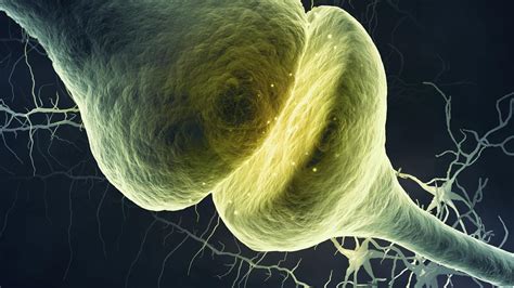 The Chemistry Of Synapses Feature Chemistry World