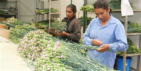 Flower Plant Exporters In Sri Lanka | Best Flower Site