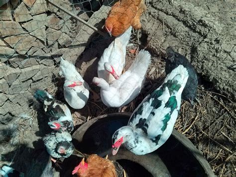 rate lesesti mute gugesti olxro