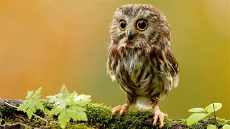 Cute Owl Wallpapers Wallpaper Cave