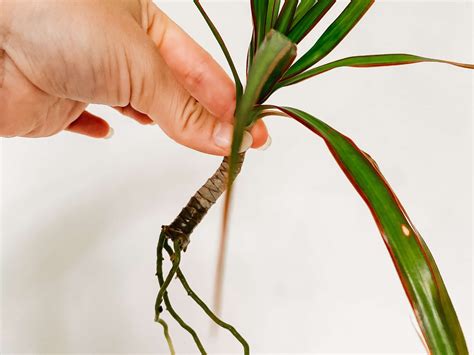 How To Propagate A Dragon Tree Dracaena Fiddle Thorn