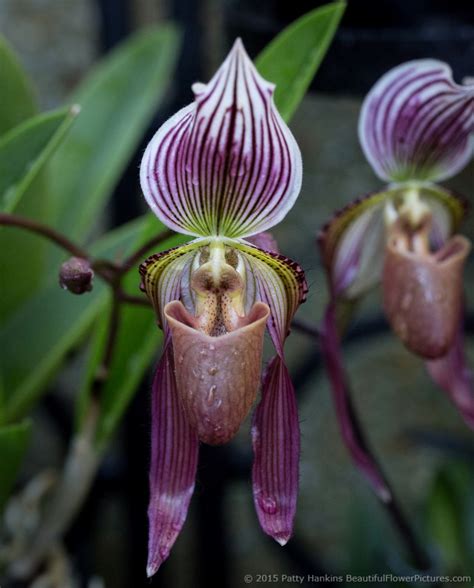 Paphiopedilum Orchids | Beautiful Flower Pictures Blog