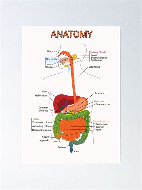 Póster Sistema Digestivo Anatomía Humana De Waiting P Redbubble