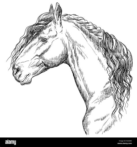 Friesian horse portrait. Horse head in profile in monochrome color ...