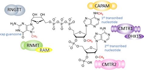 The Mammalian Rna Cap Diagram Of A Rna Cap Structure In Mammals An