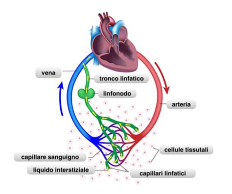 Strutturaefunzionedelsistemalinfatico