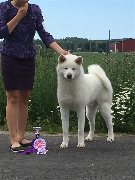 Thor Kennel Odoroki