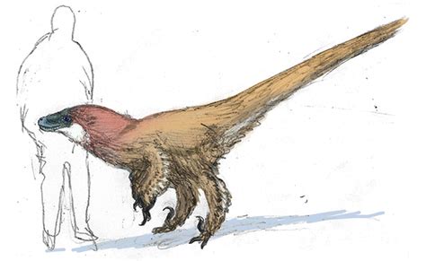 Another Basal Tyrannoraptor Pantherdromeus Is A Solitary Hunter That