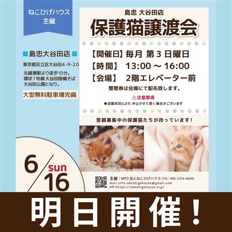 保護猫譲渡会は明日 616日島忠大谷田店 ねこひげハウスのブログ