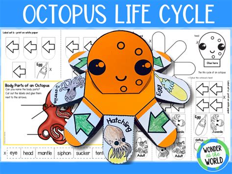 The Life Cycle Of An Octopus Sequencing Activity Teaching Resources