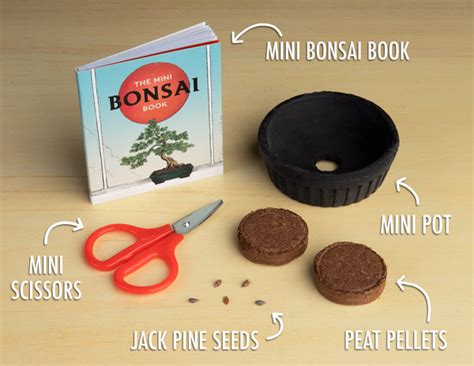 Mini Bonsai Kit The Ancient Art Of Taming A Tree In A Box