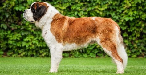 Saint Bernard Breed Guide Lifespan Size And Characteristics