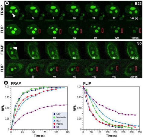 Molecules Free Full Text Advanced Fluorescence Microscopy