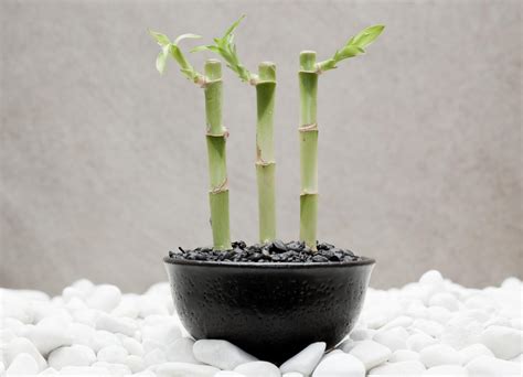 Treat Them Right: Know How to Care for Indoor Bamboo Plants