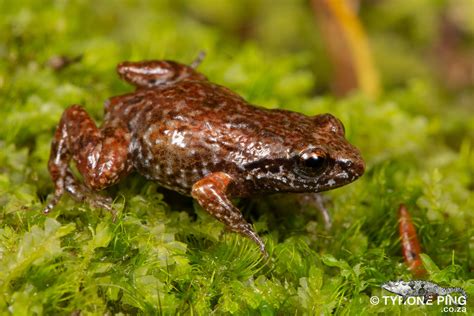 Bainskloof Moss Frog From Cape Winelands South Africa On July