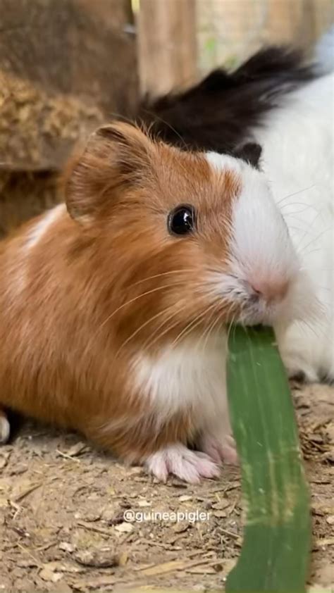 13 Difference Between Male And Female Guinea Pigs No 6 Will Shock You