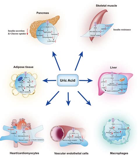 Schematic Diagram Showing The Potential Mechanisms Of Insulin